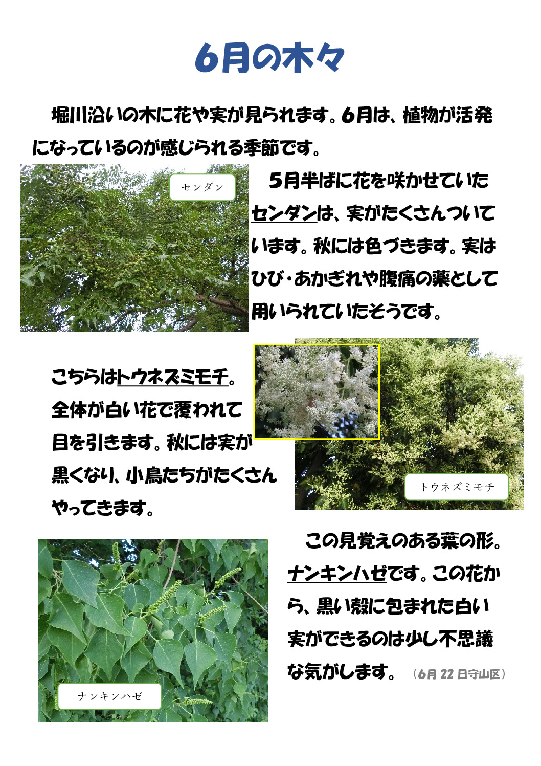 センダンのサムネイル