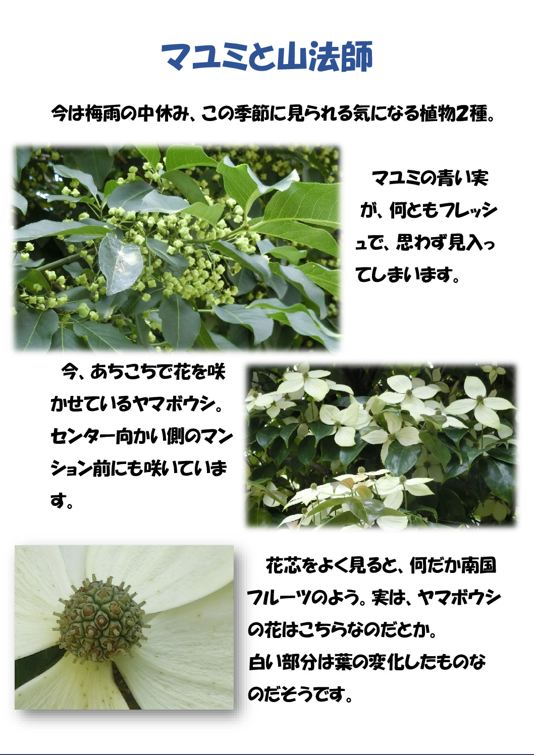 マユミのサムネイル