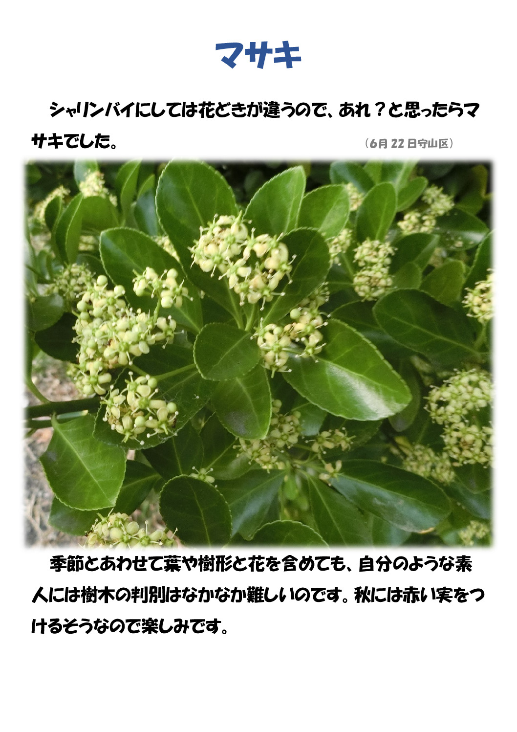 マサキのサムネイル