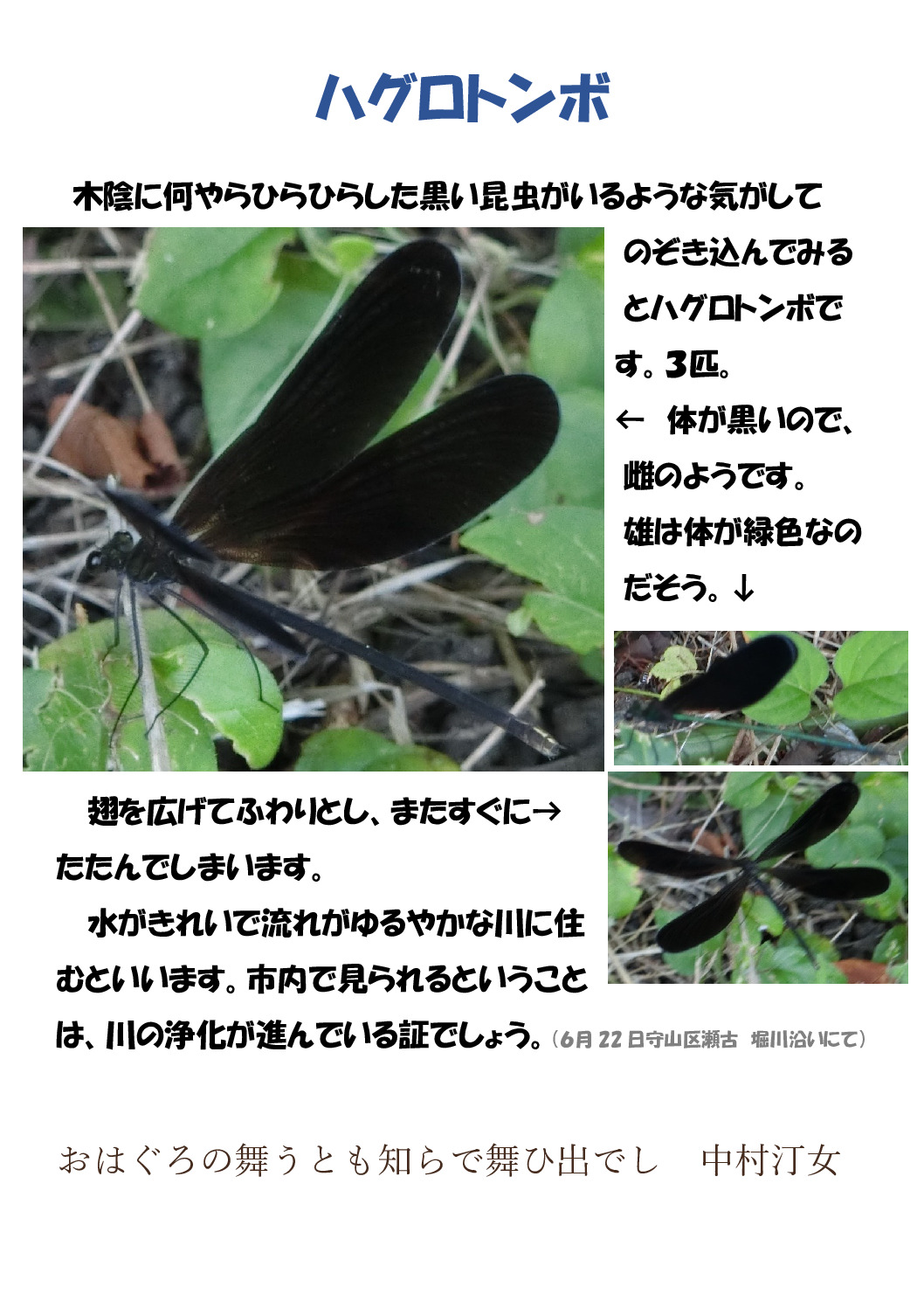 ハグロトンボのサムネイル