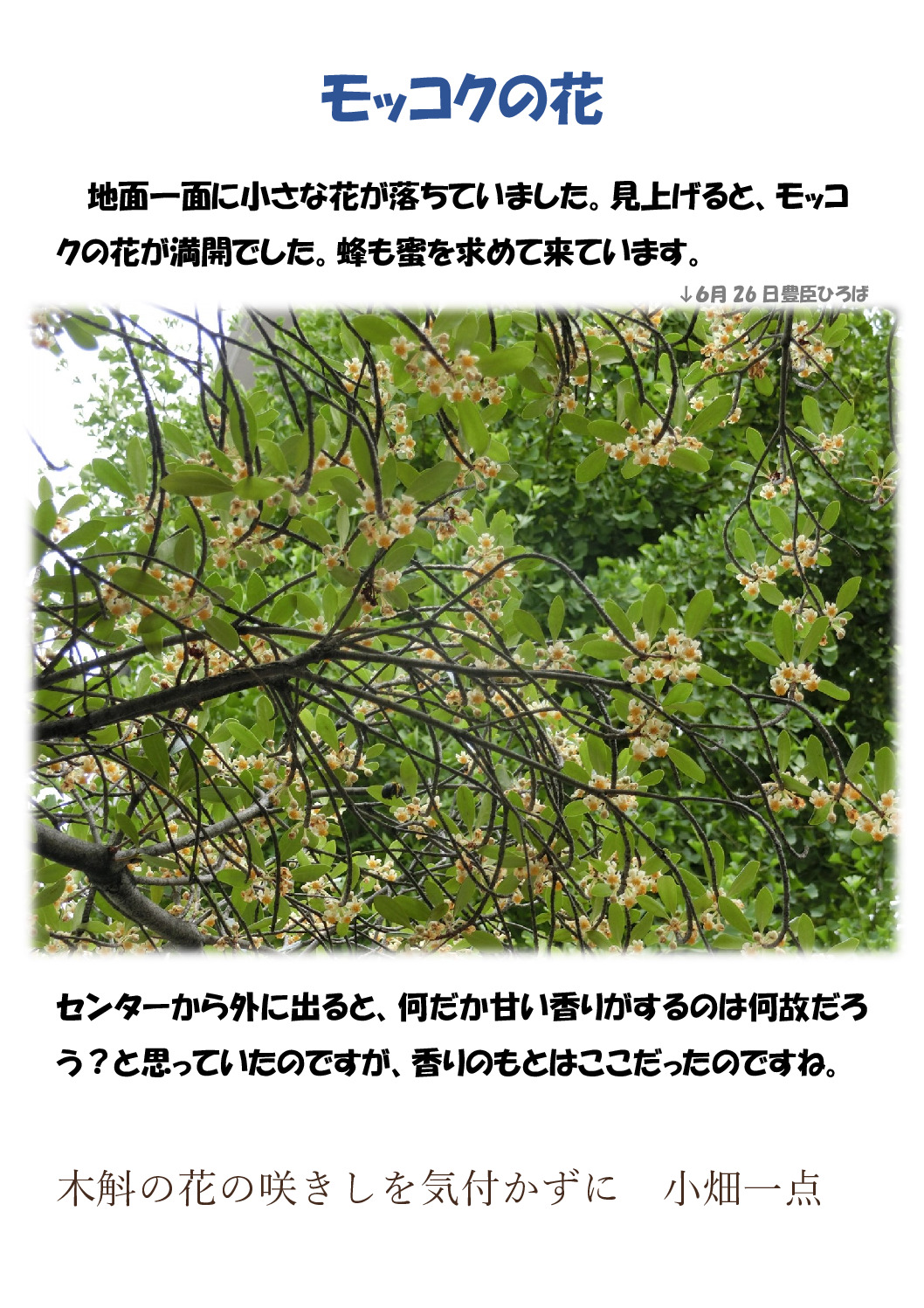 モッコクのサムネイル