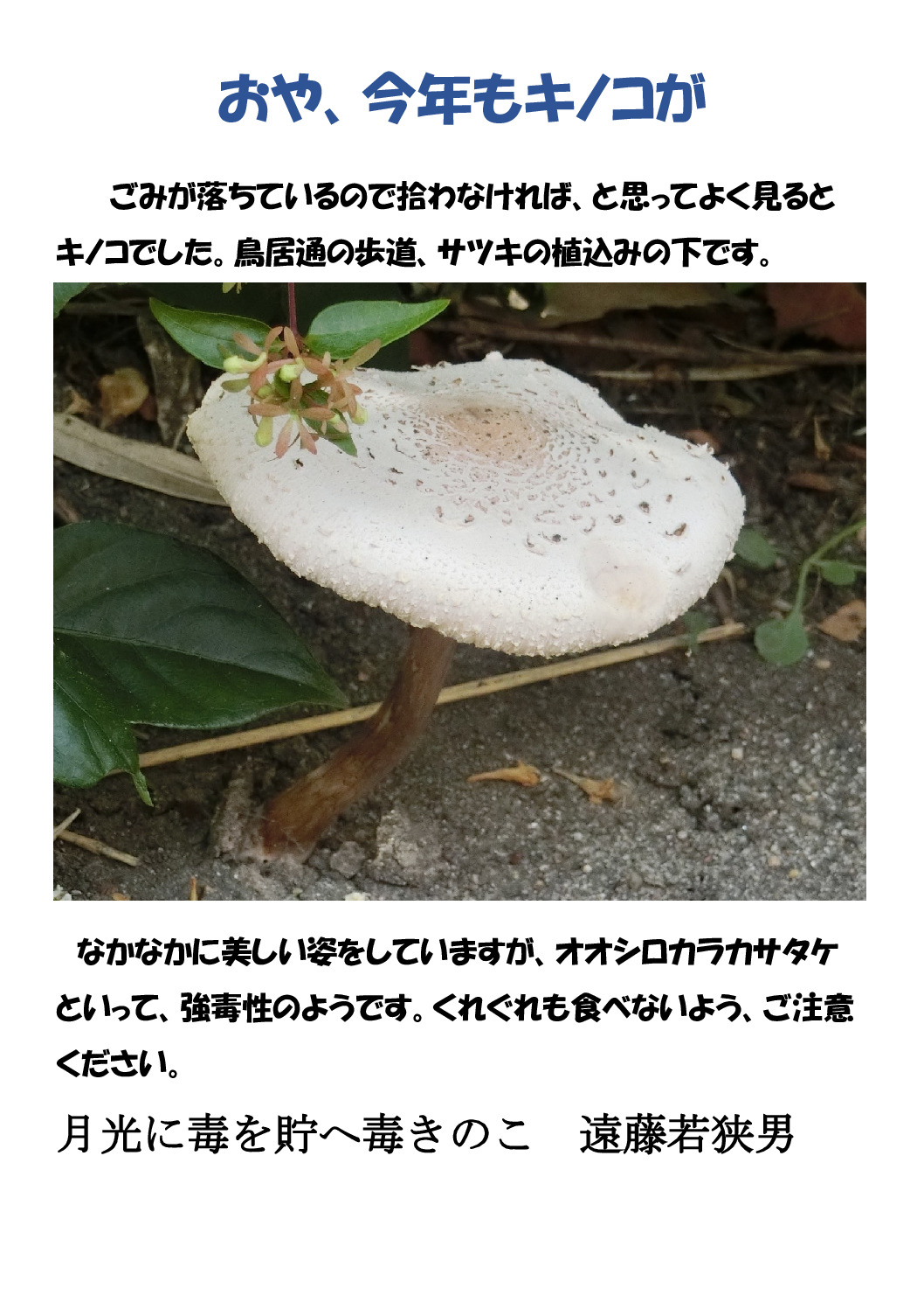 茸のサムネイル
