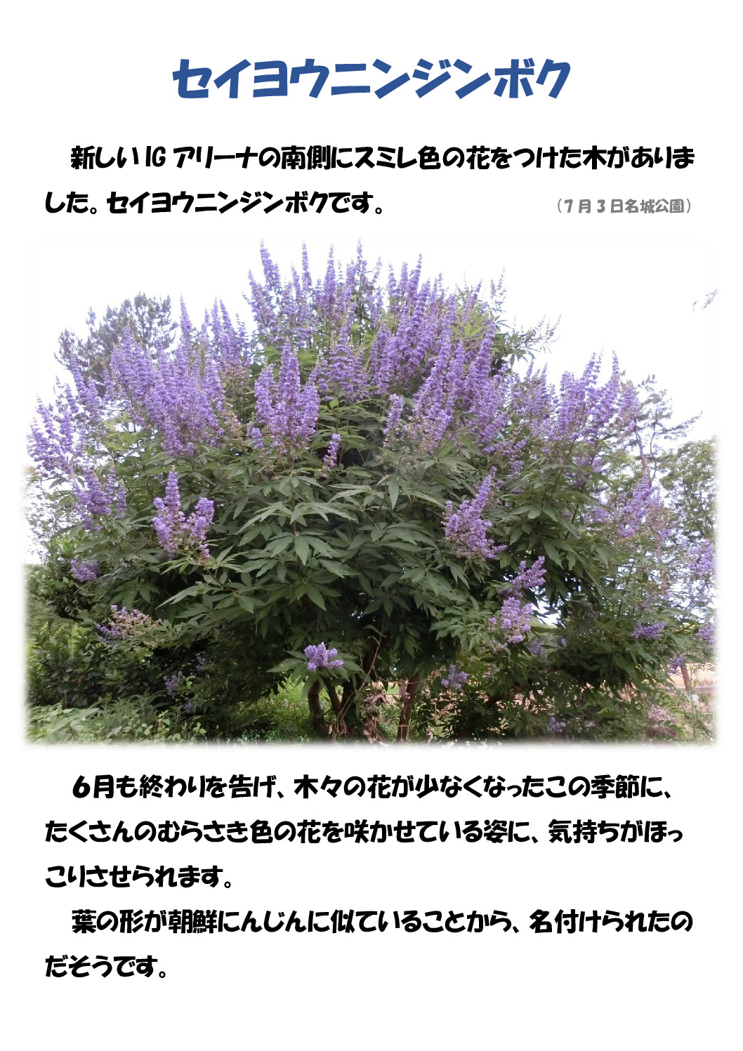 西洋ニンジンのサムネイル