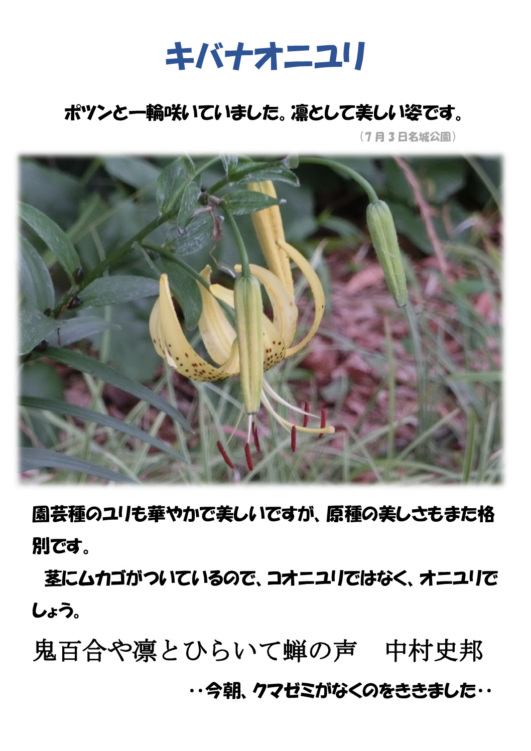オニユリのサムネイル