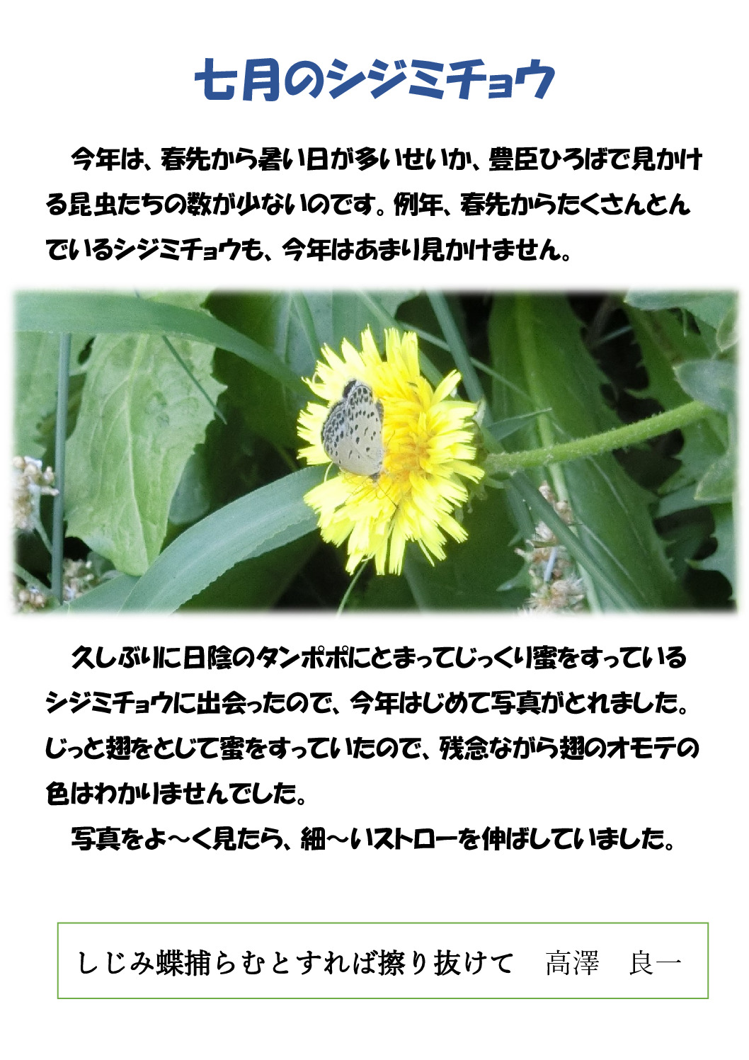 七月のシジミのサムネイル