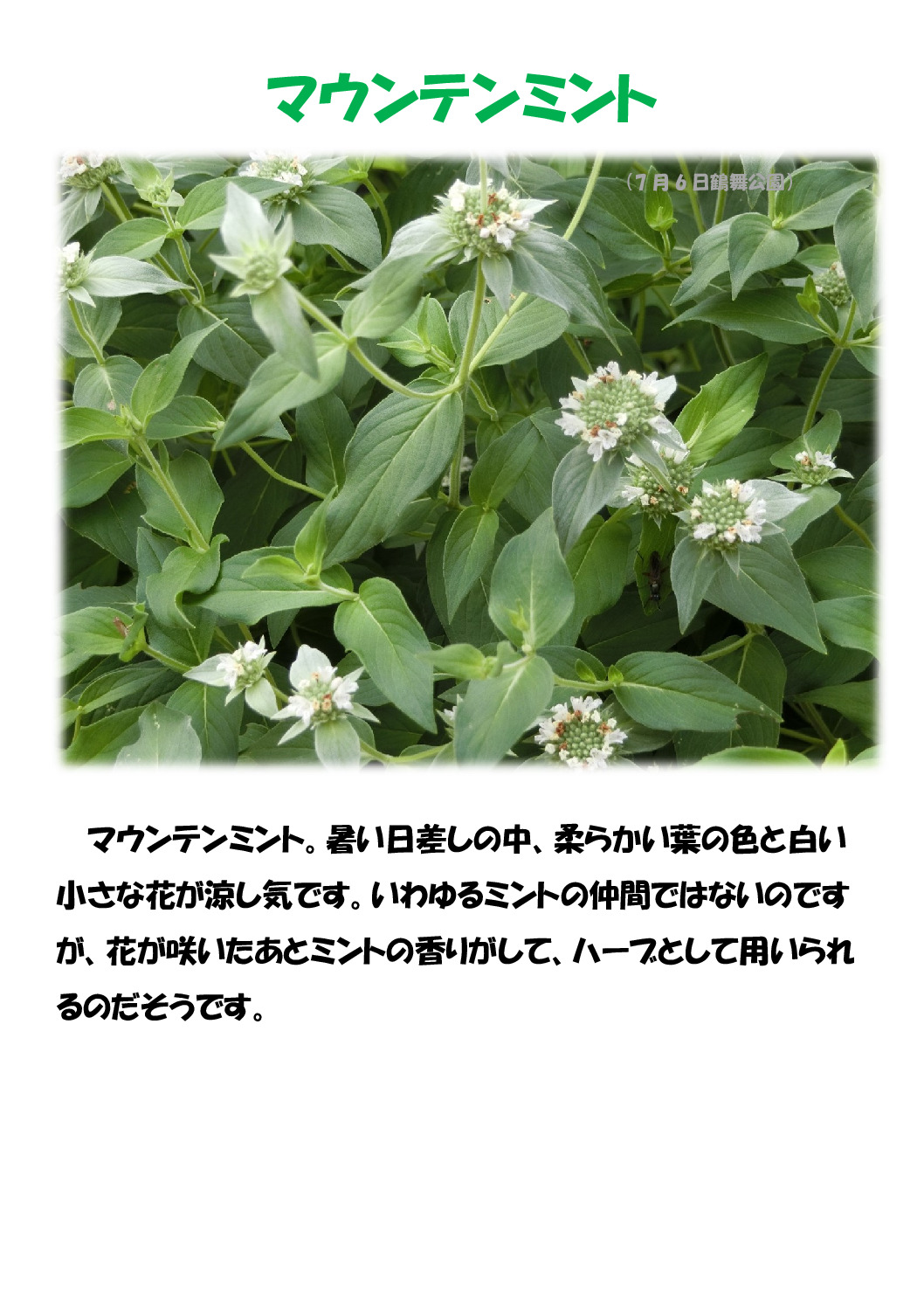 マウンテンミントのサムネイル