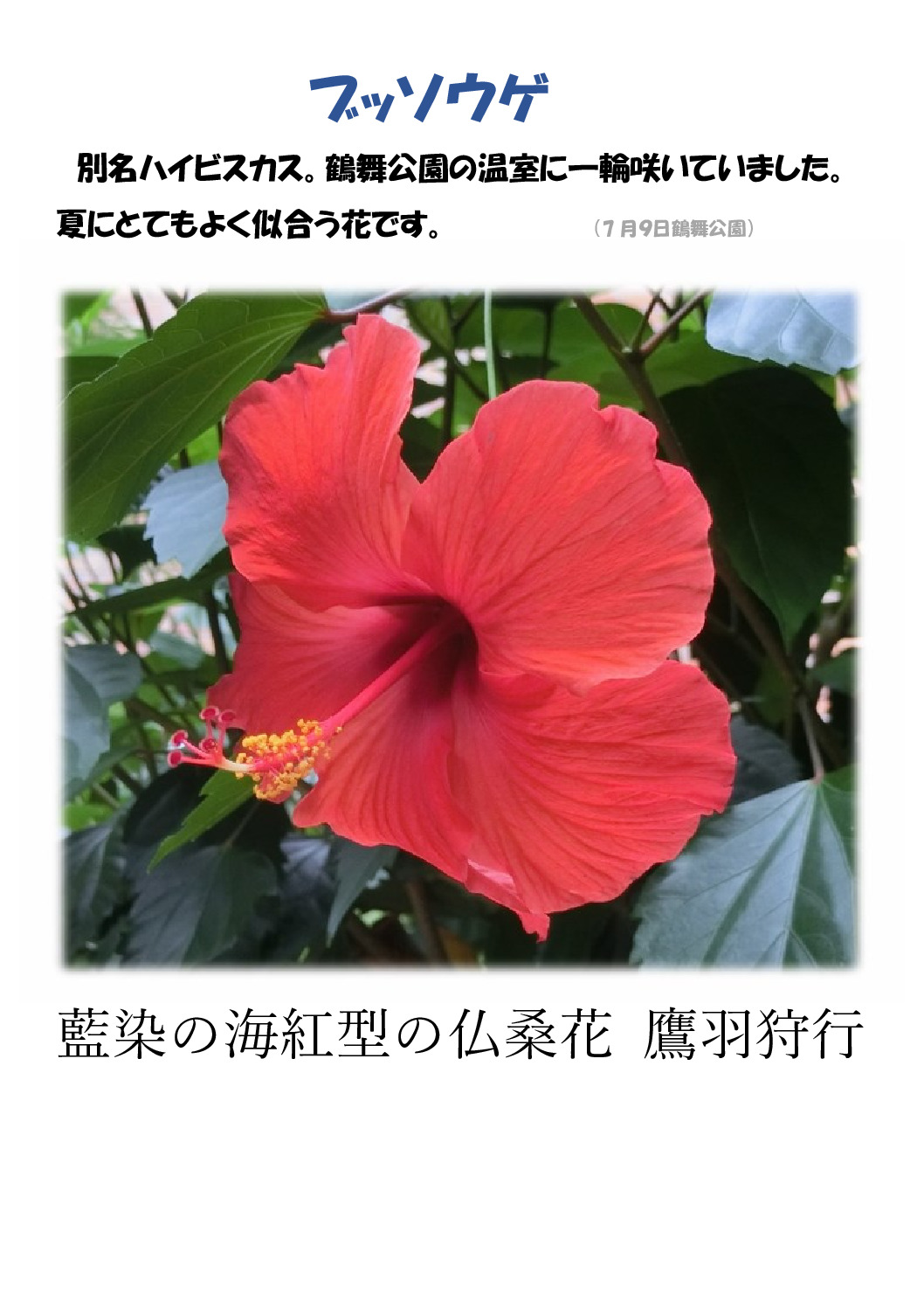 ブッソウゲのサムネイル