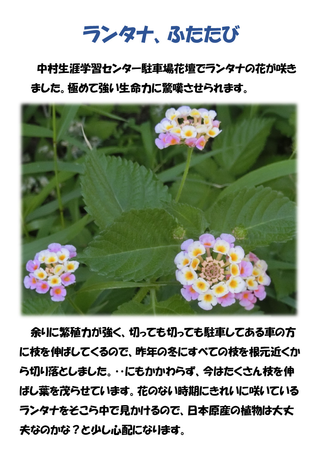 ランタナ、ふたたびのサムネイル
