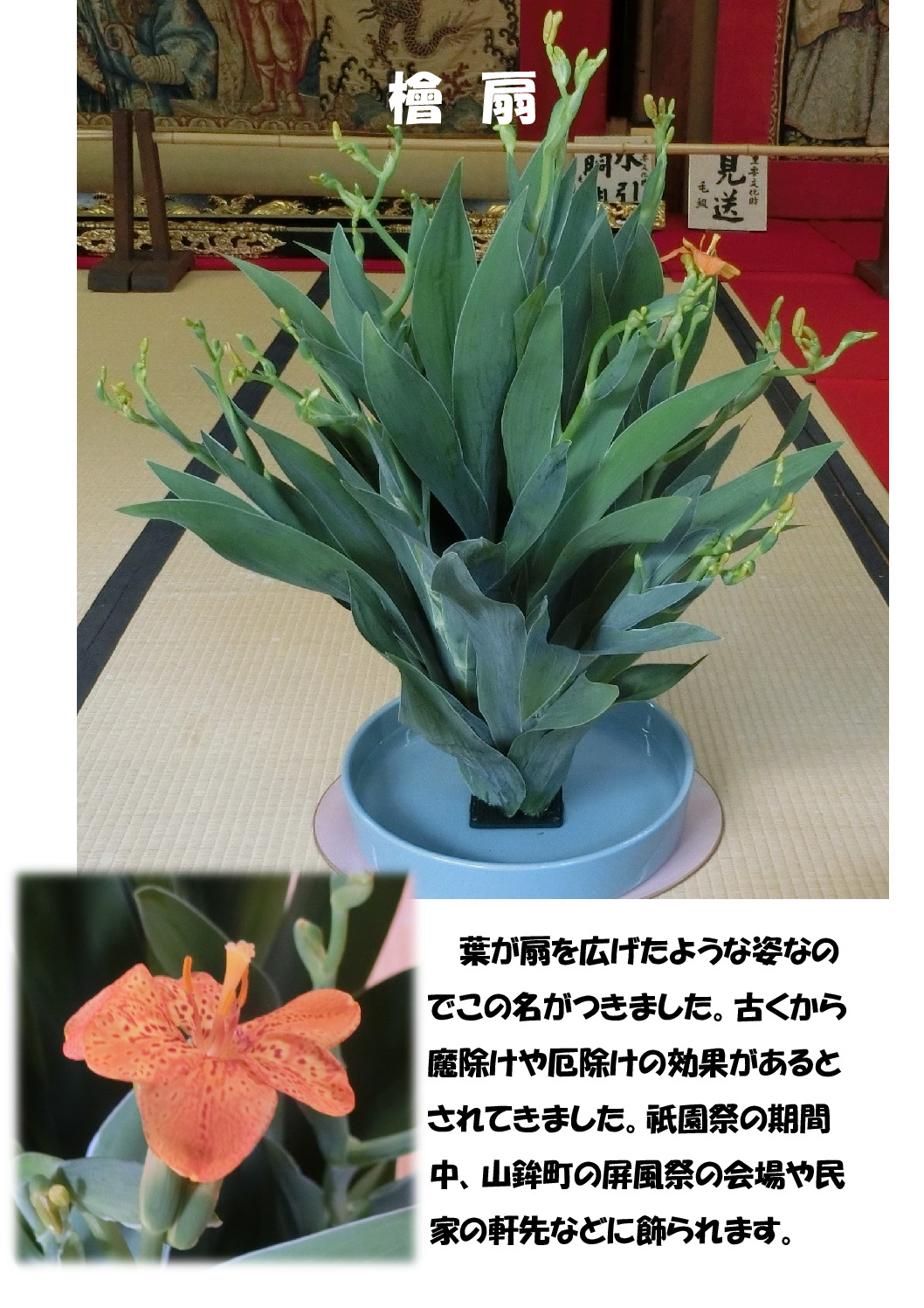 檜扇2のサムネイル