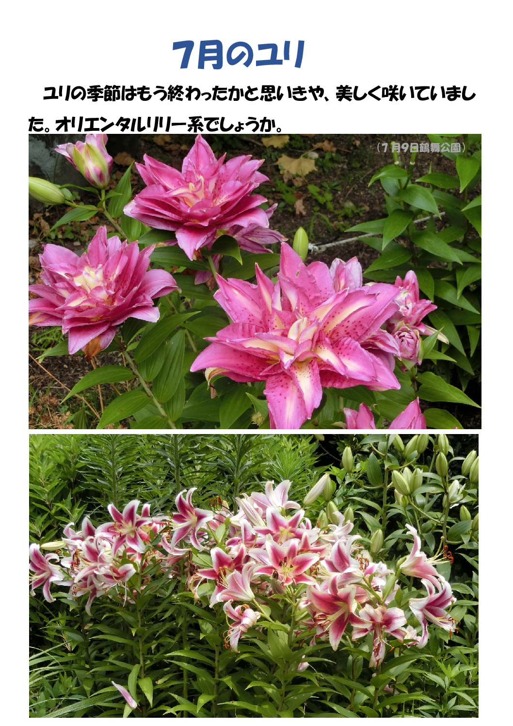 ７月のユリのサムネイル