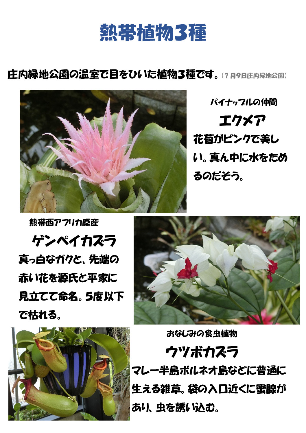熱帯植物のサムネイル