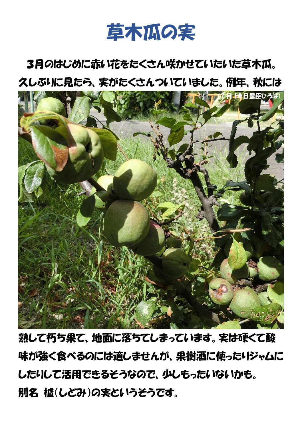 草木瓜の実のサムネイル