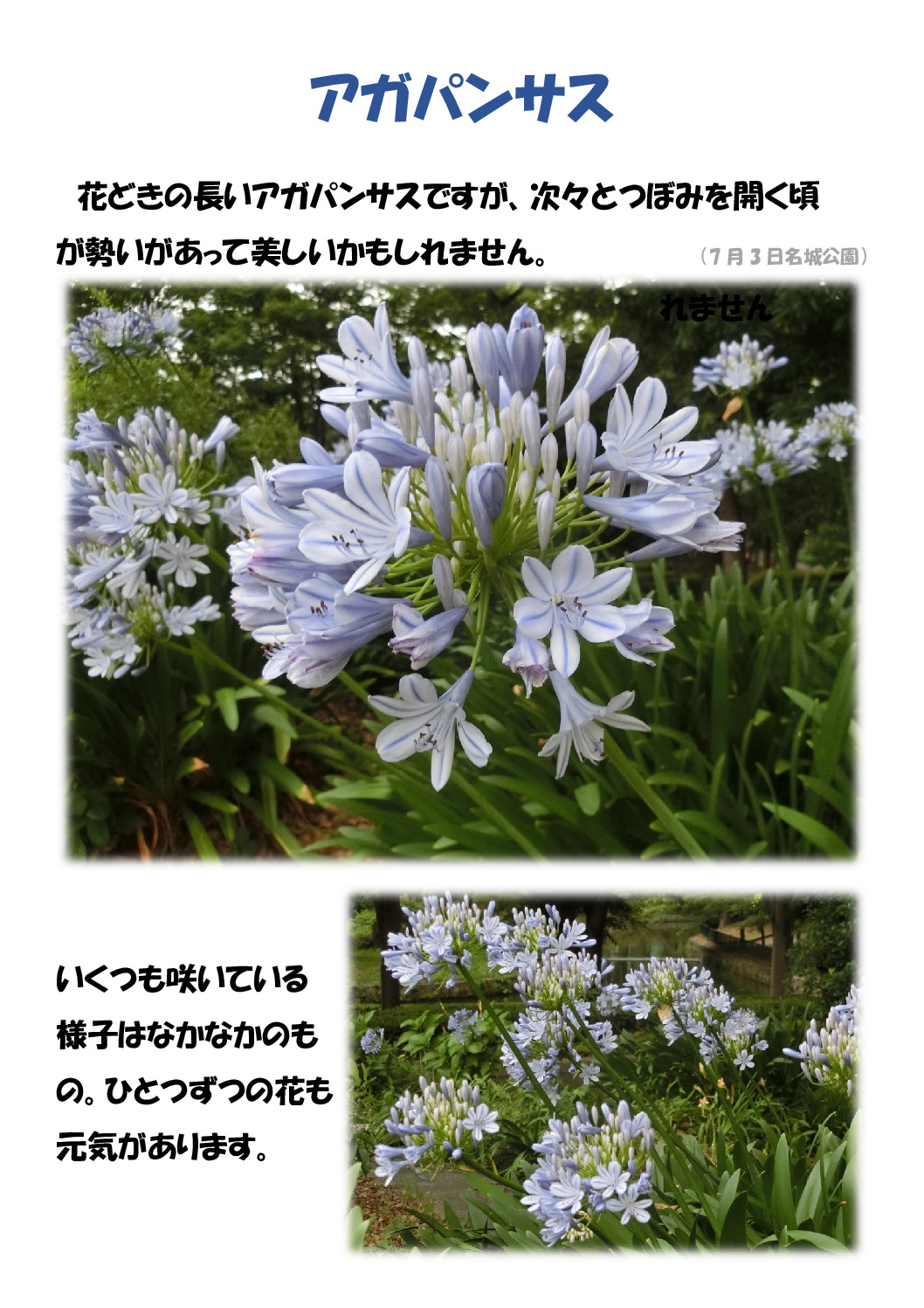 アガパンサスのサムネイル