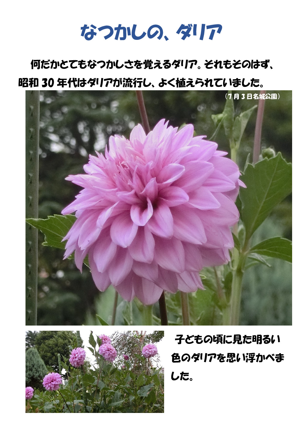 なつかしのダリアのサムネイル