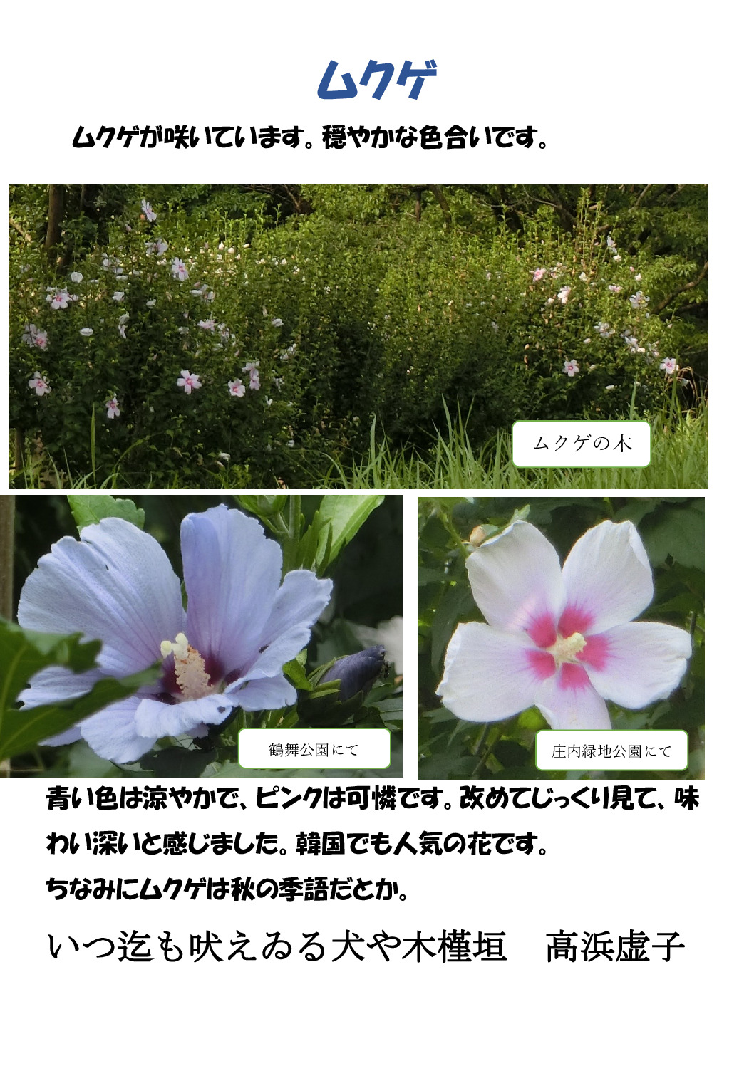 槿のサムネイル