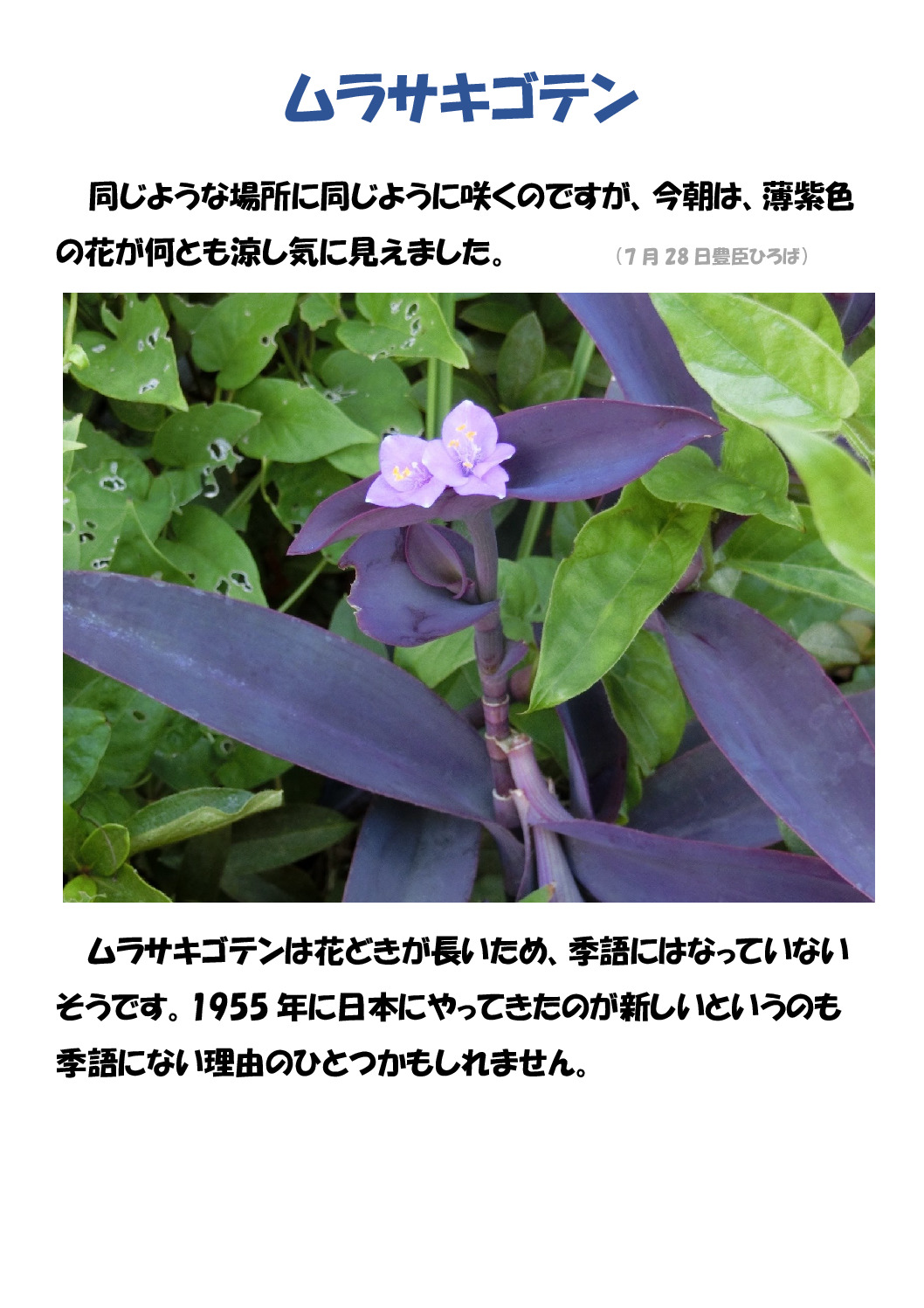 ムラサキゴテンのサムネイル