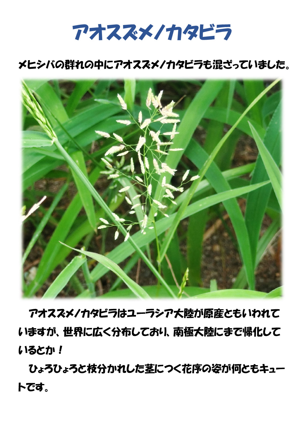 スズメノカタビラのサムネイル