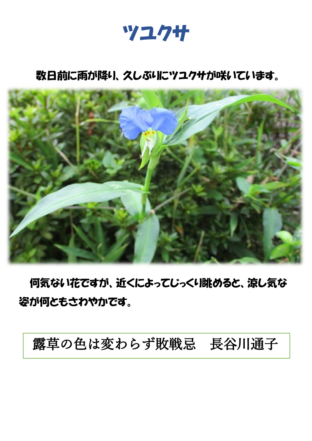 ツユクサのサムネイル