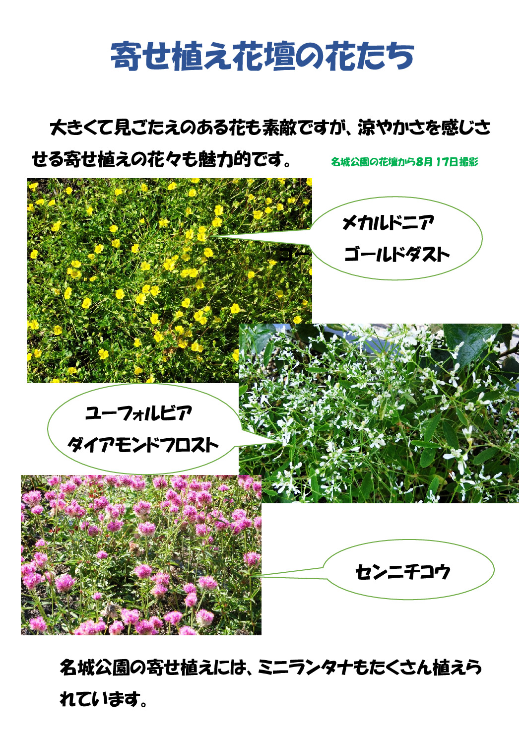 寄せ植え花壇のサムネイル