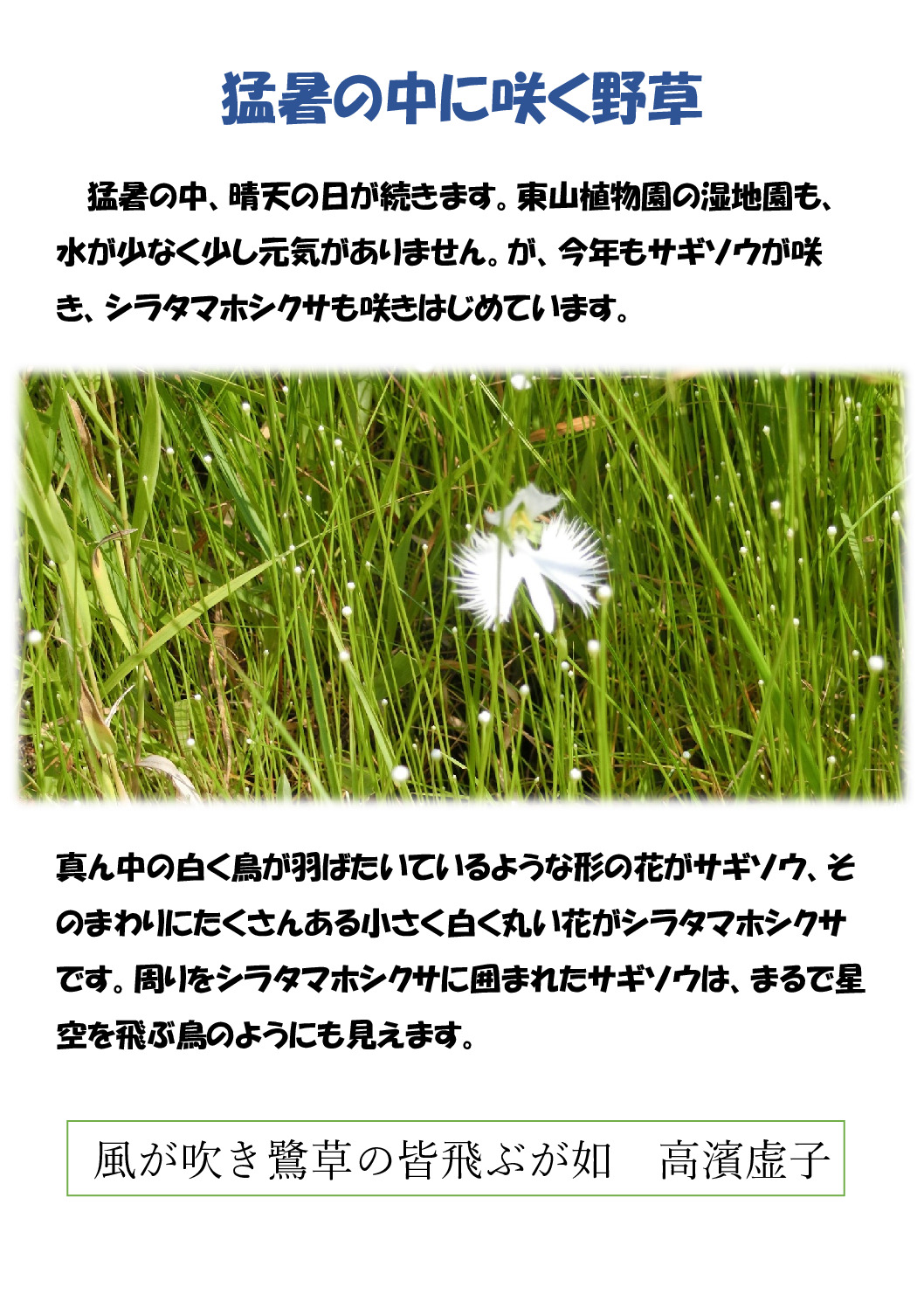 夏の野草のサムネイル