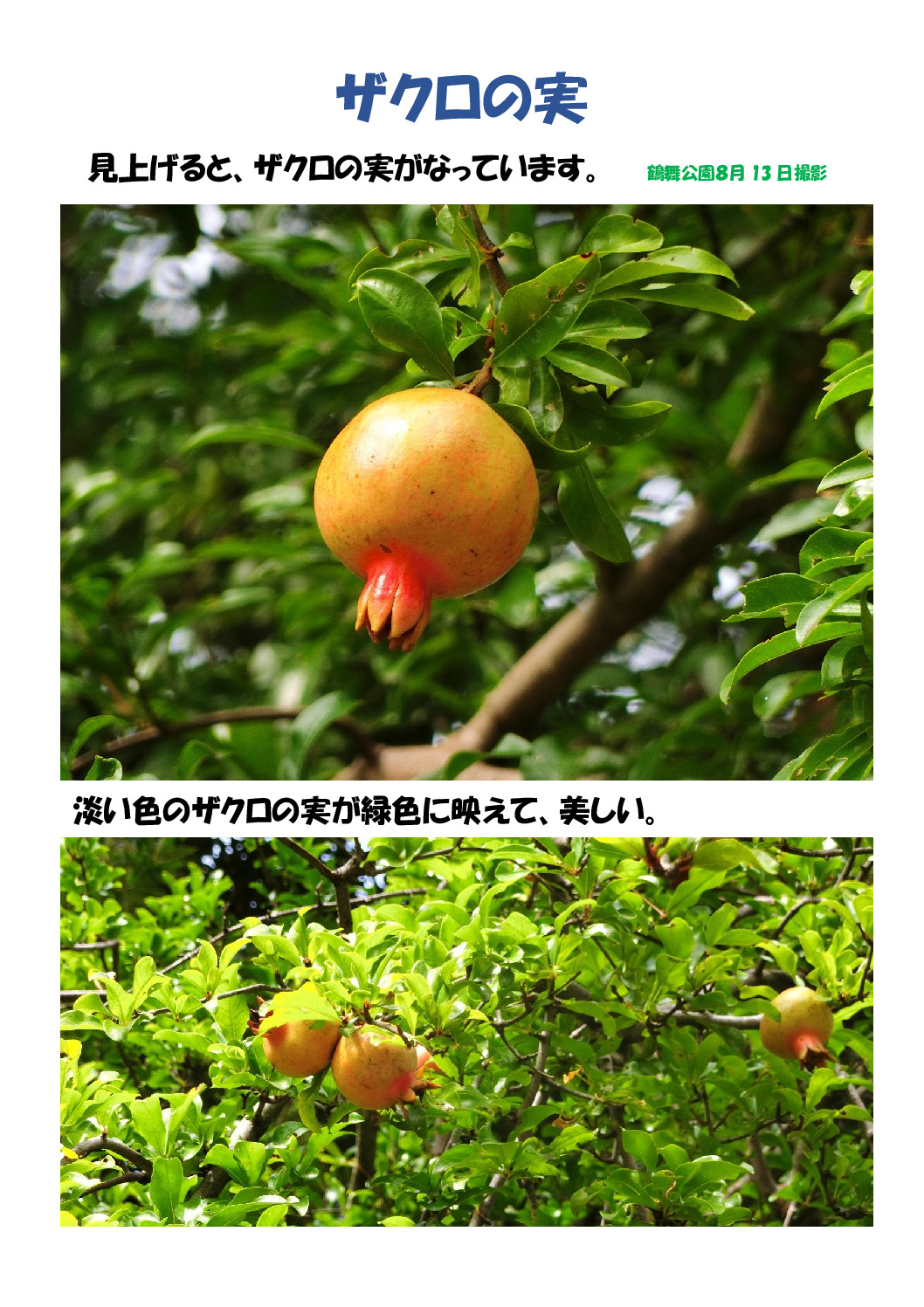ザクロのサムネイル