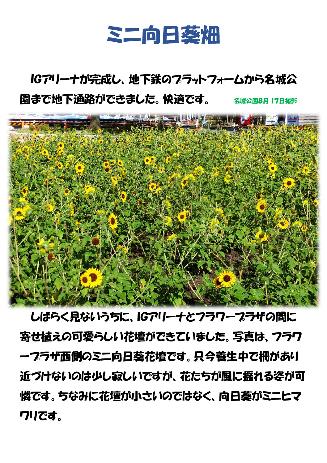 ミニ向日葵のサムネイル