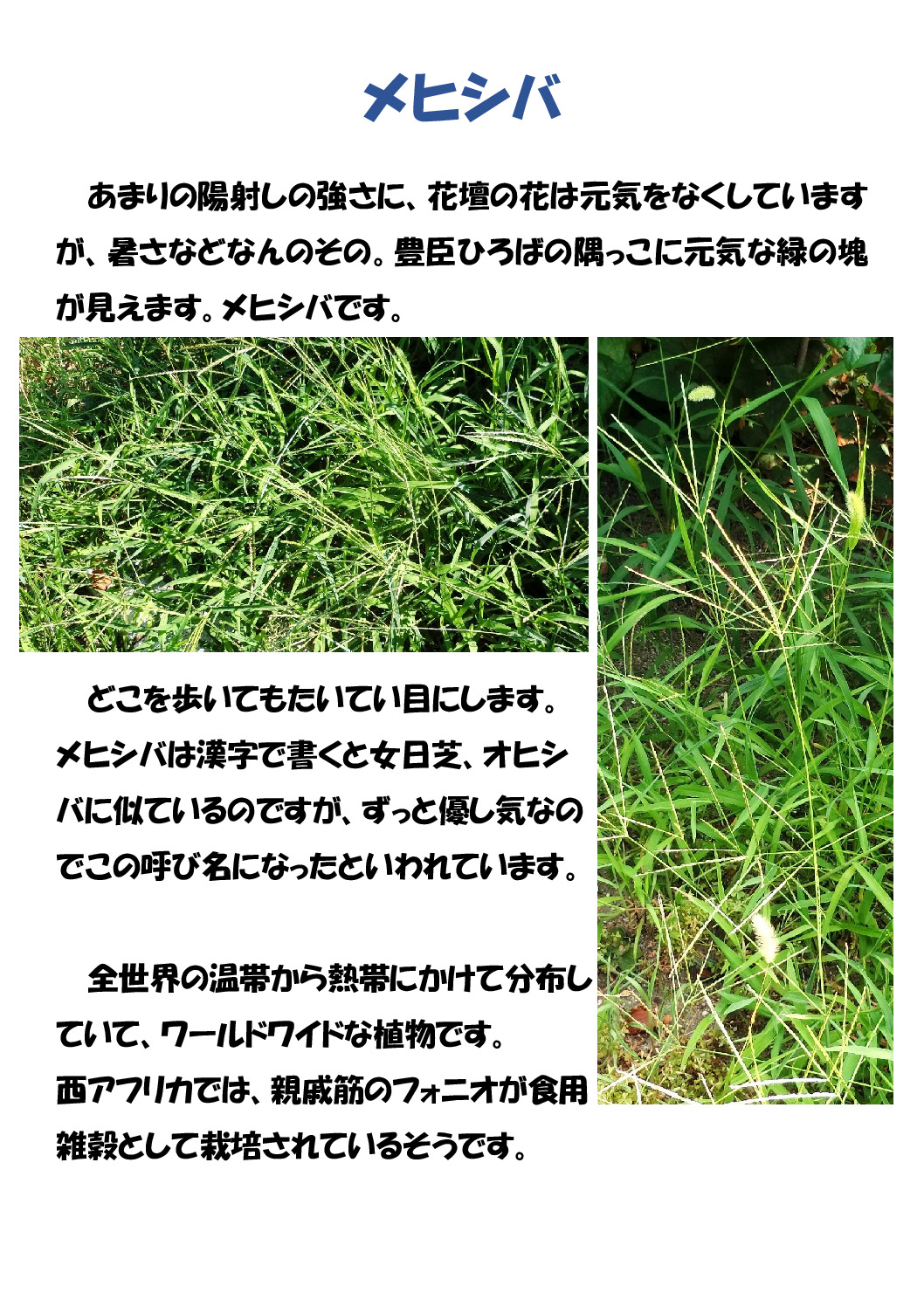 メヒシバのサムネイル
