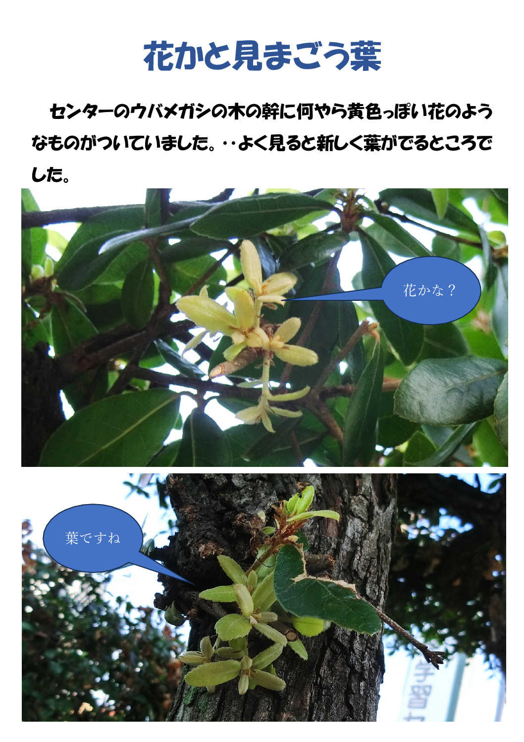 花かな？のサムネイル
