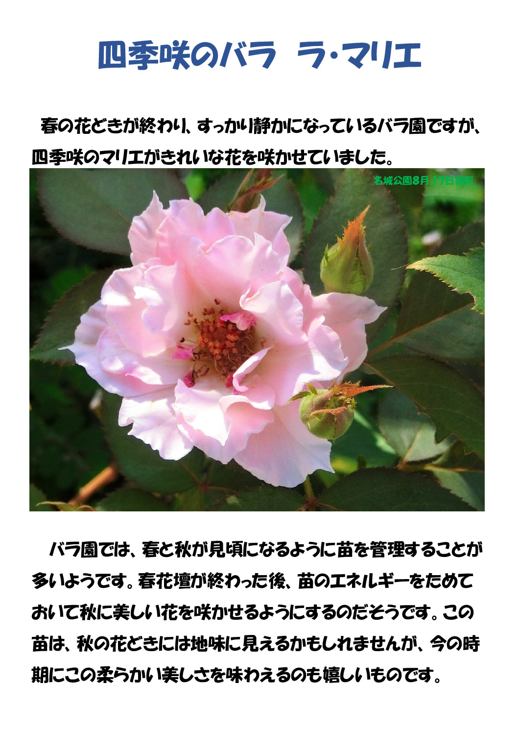 マリエのサムネイル
