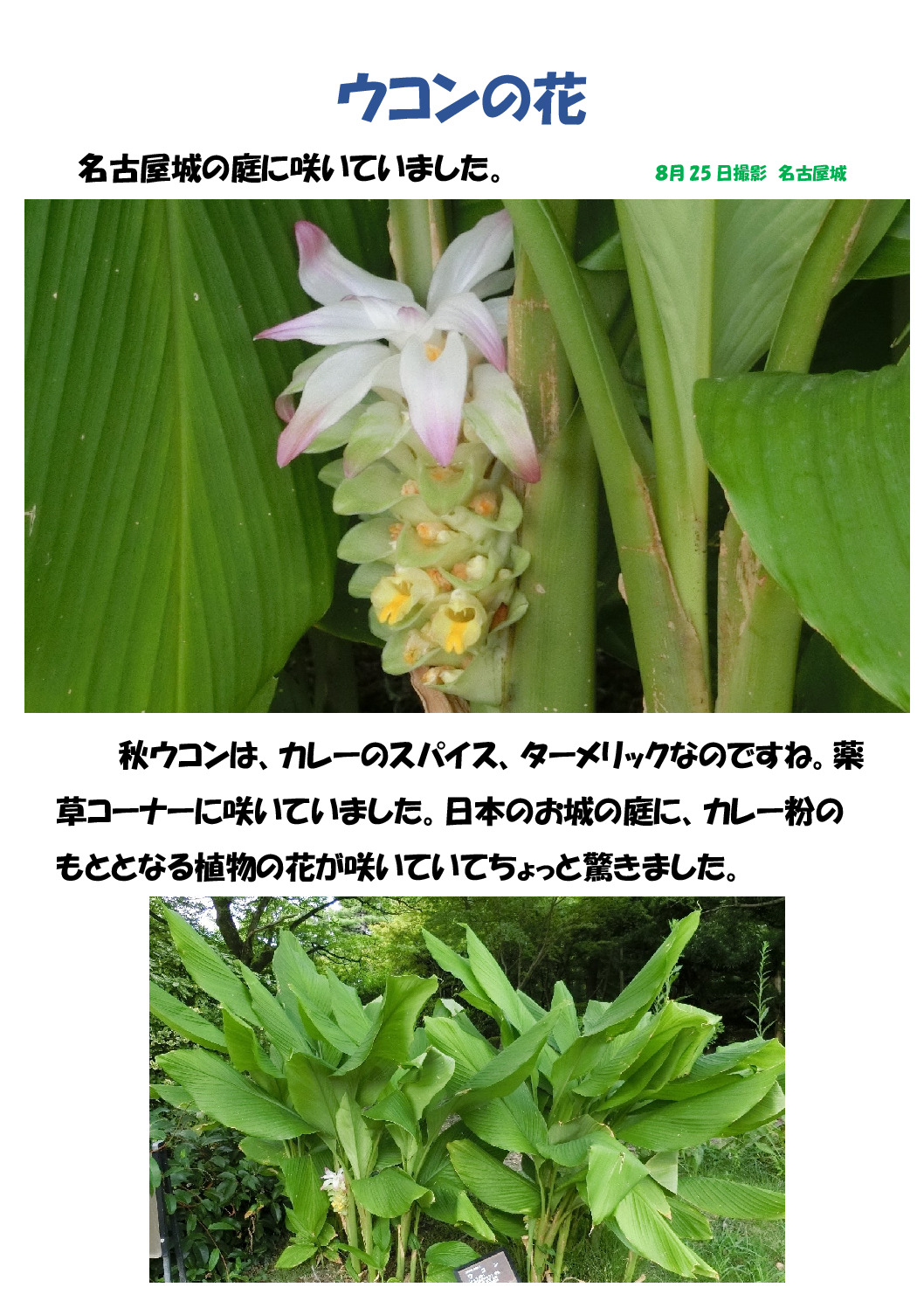 ウコンの花のサムネイル