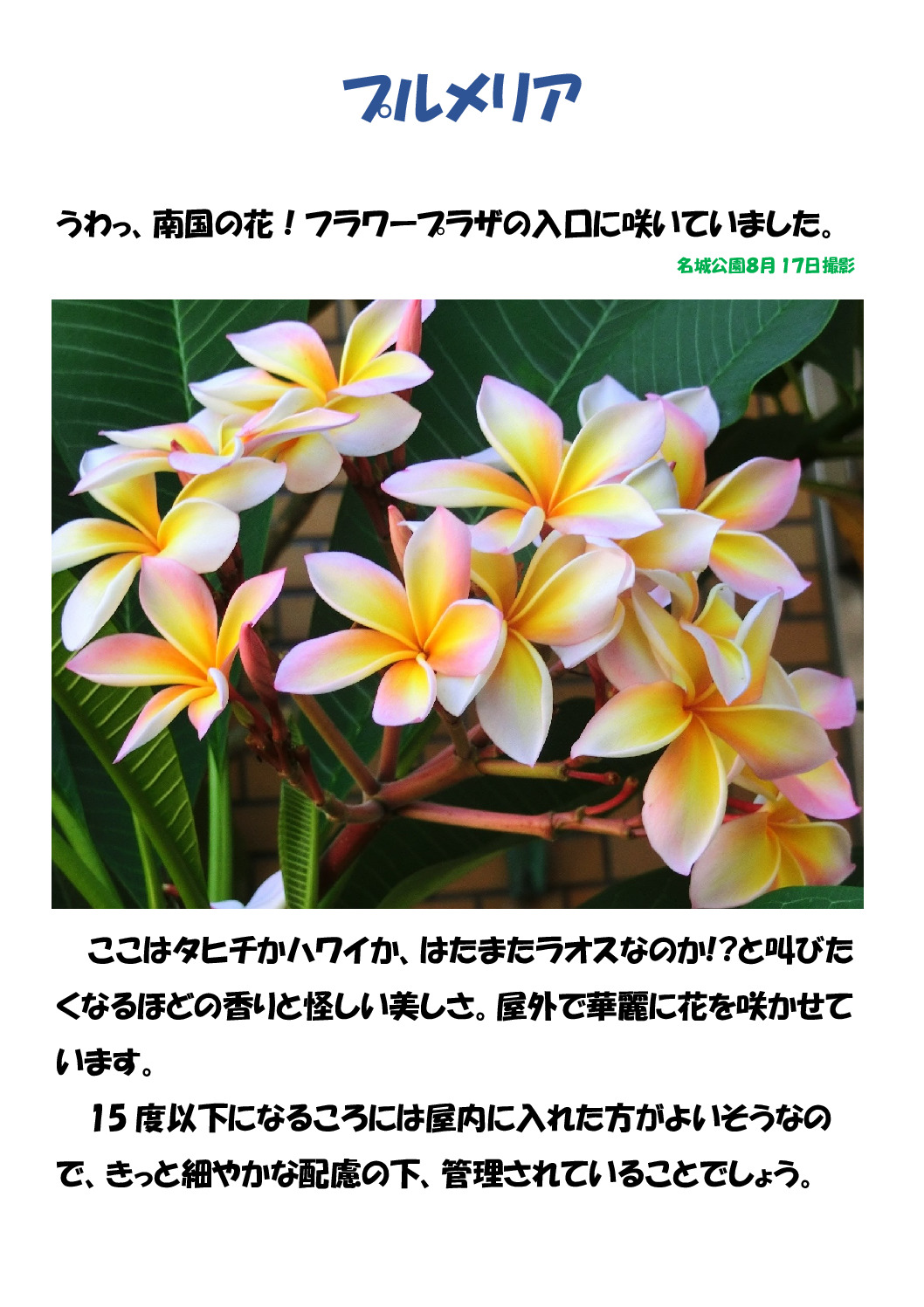 プルメリアのサムネイル