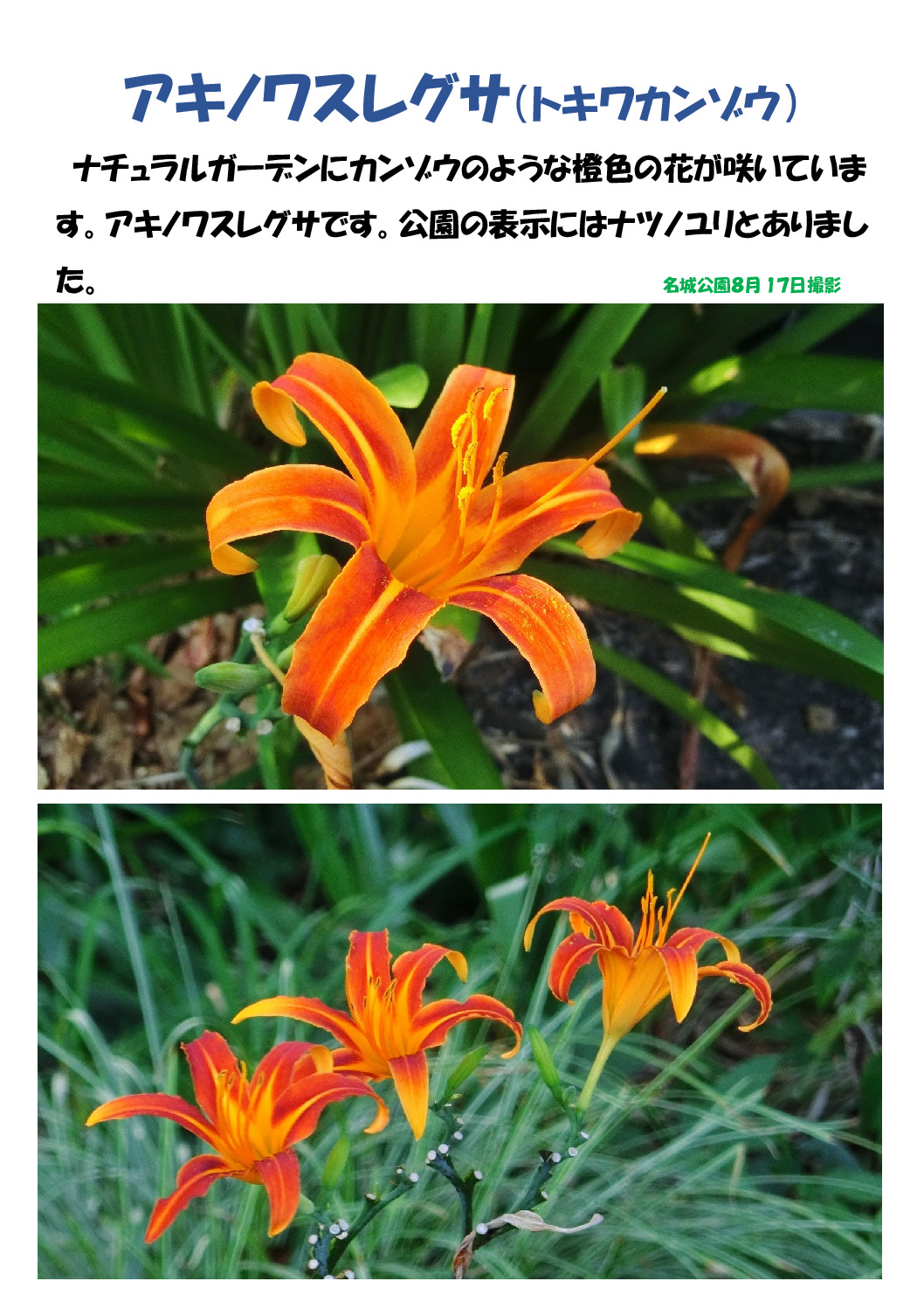 アキノワスレグサのサムネイル