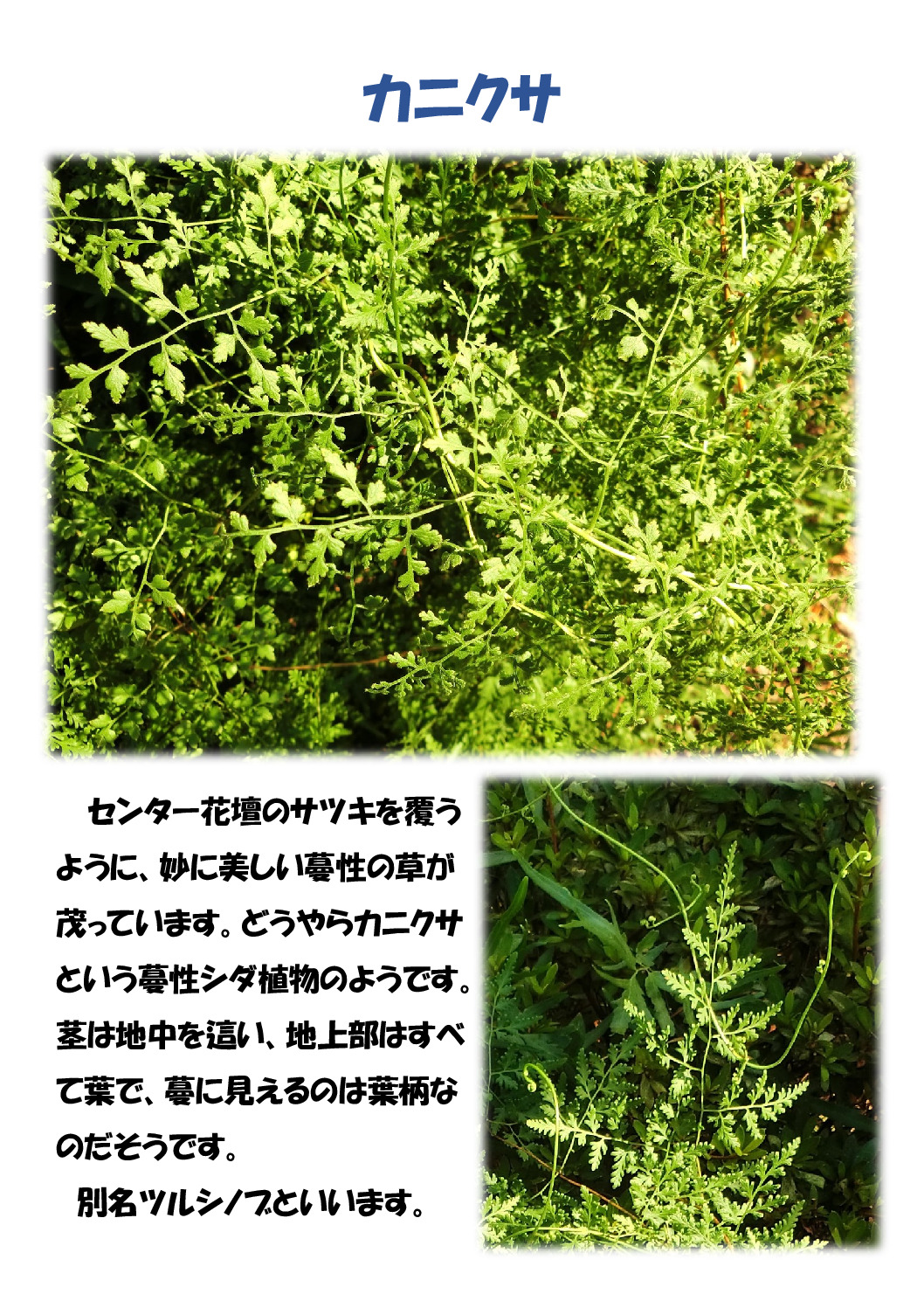 カニクサのサムネイル