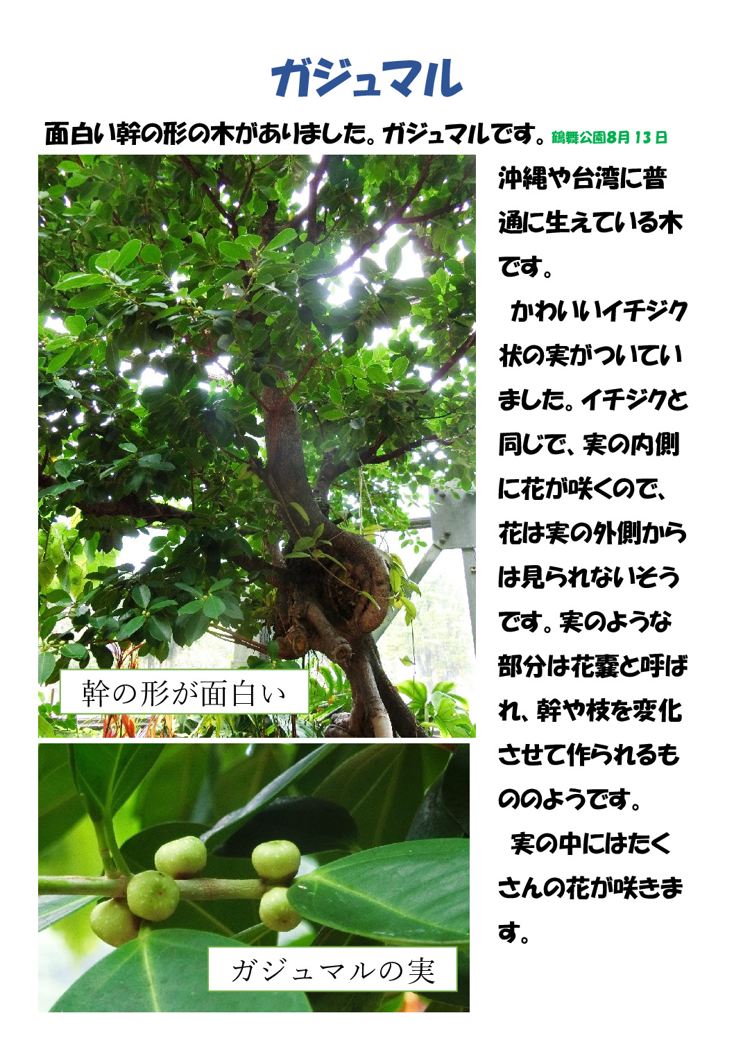ガジュマルのサムネイル