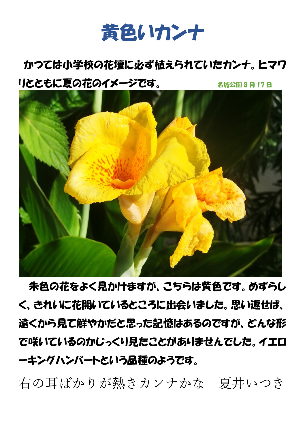 カンナ（黄）のサムネイル