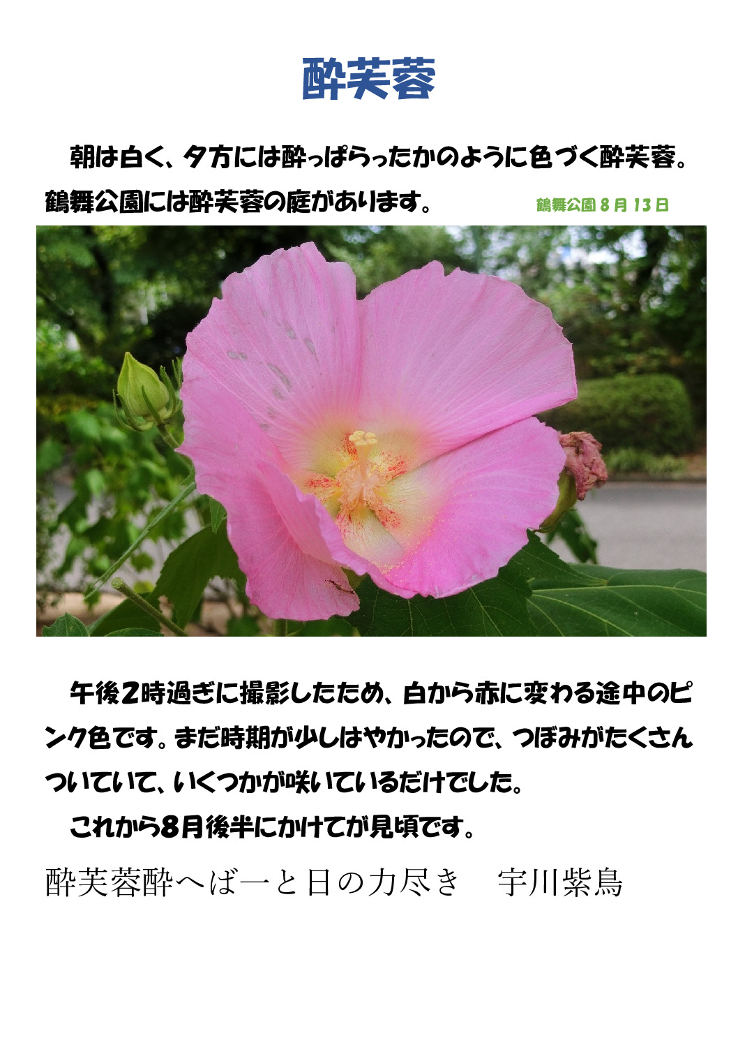 酔芙蓉のサムネイル
