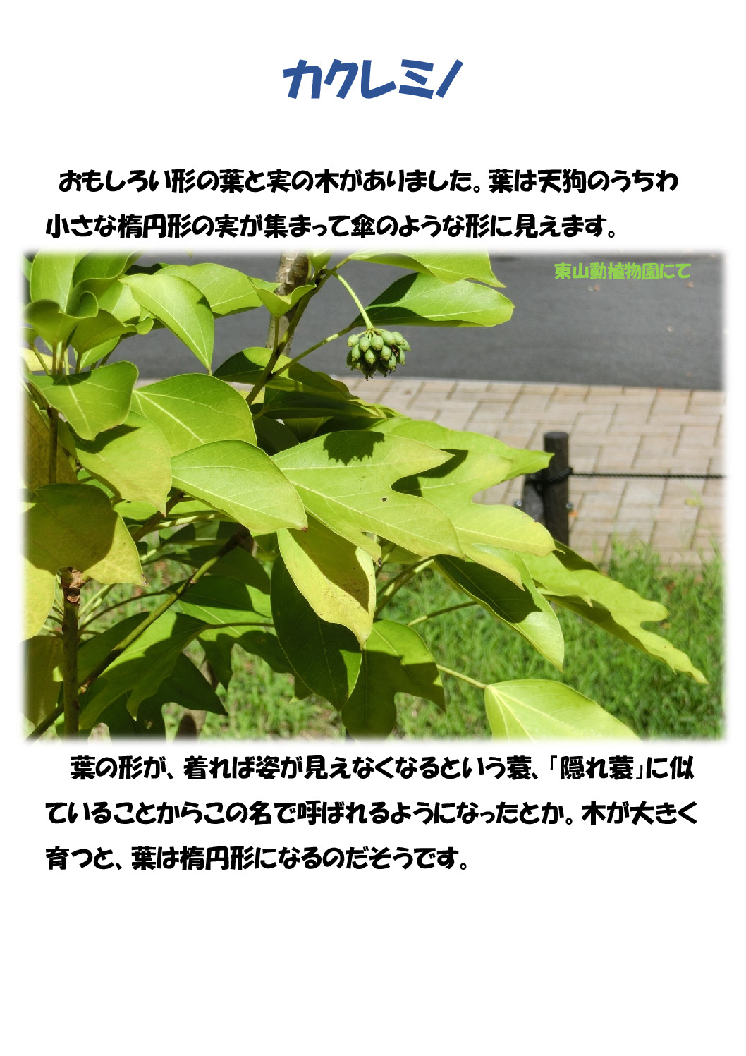 カクレミノのサムネイル