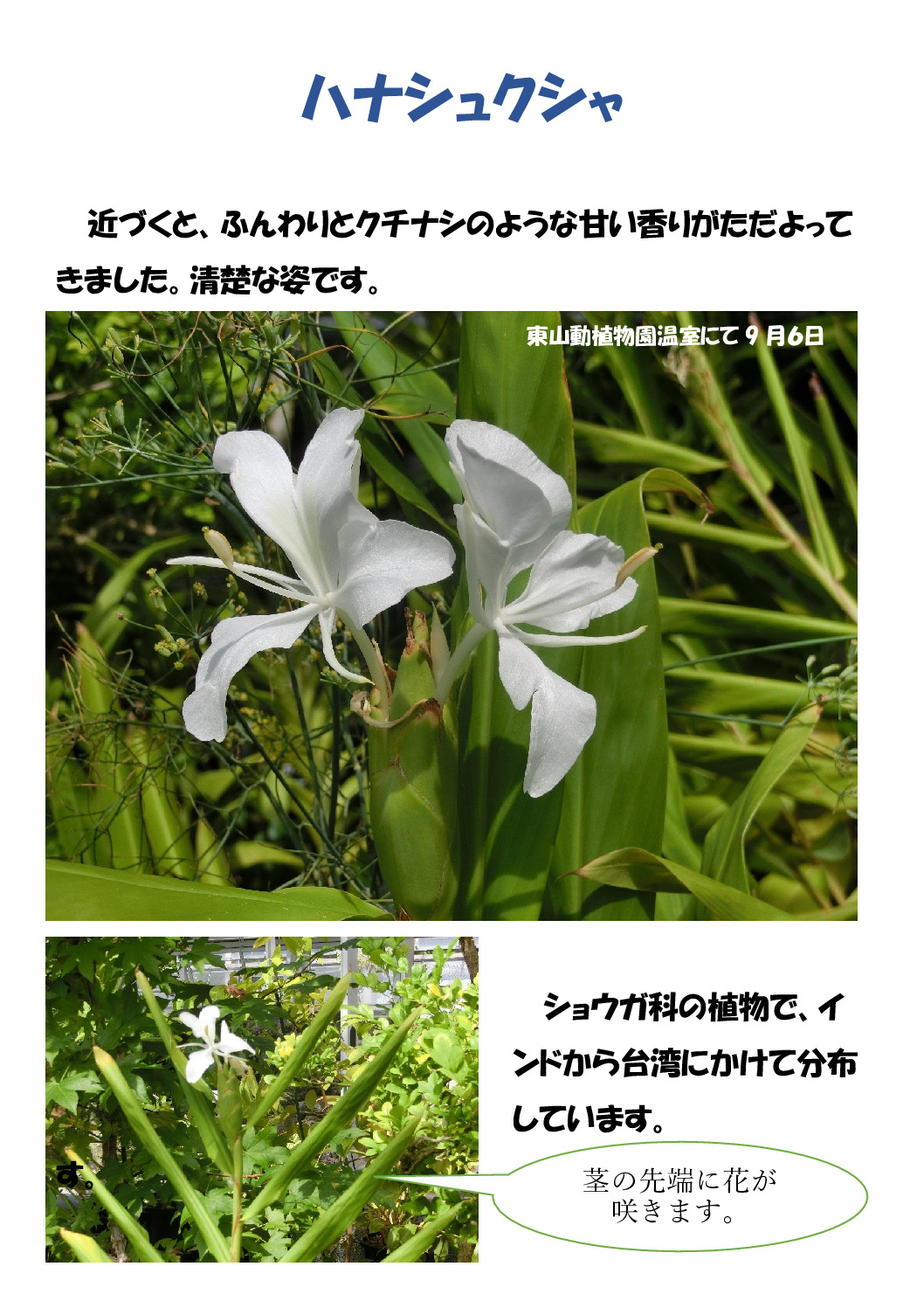 ハナシュクシャのサムネイル