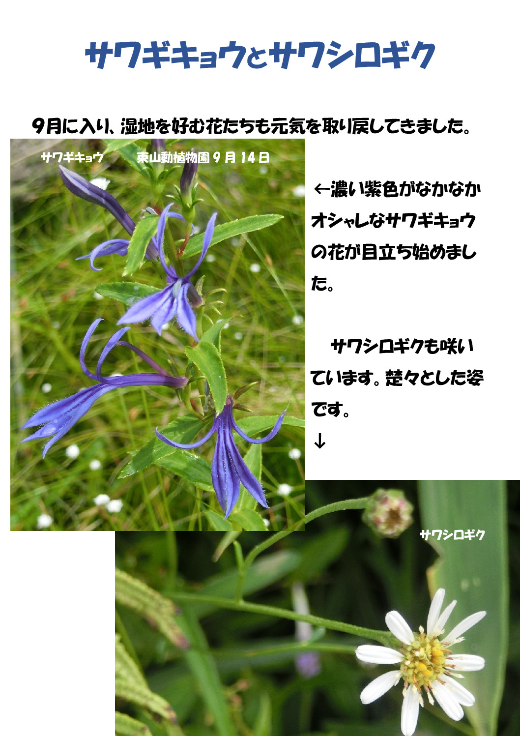 サワギキョウのサムネイル