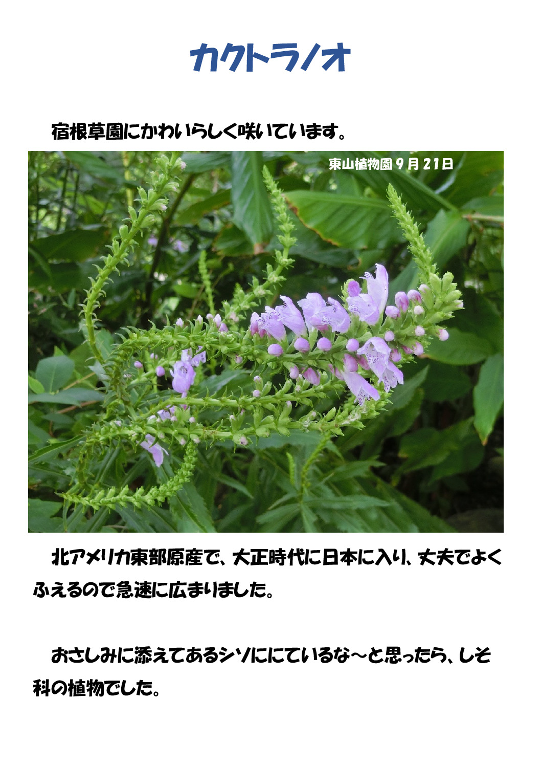 カクノトラノオのサムネイル