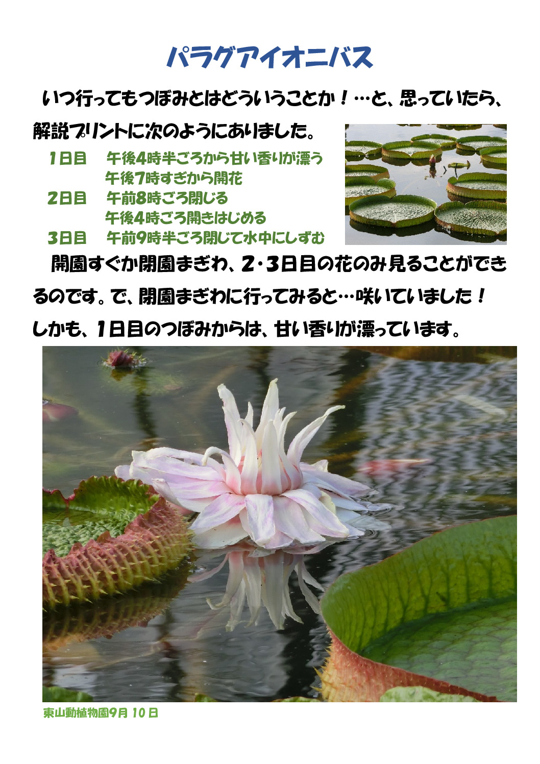 パラグアイオオオニバスのサムネイル