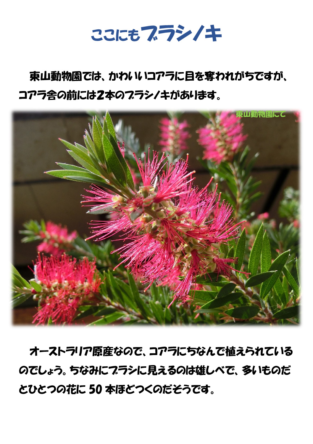 ここにもブラシノキのサムネイル