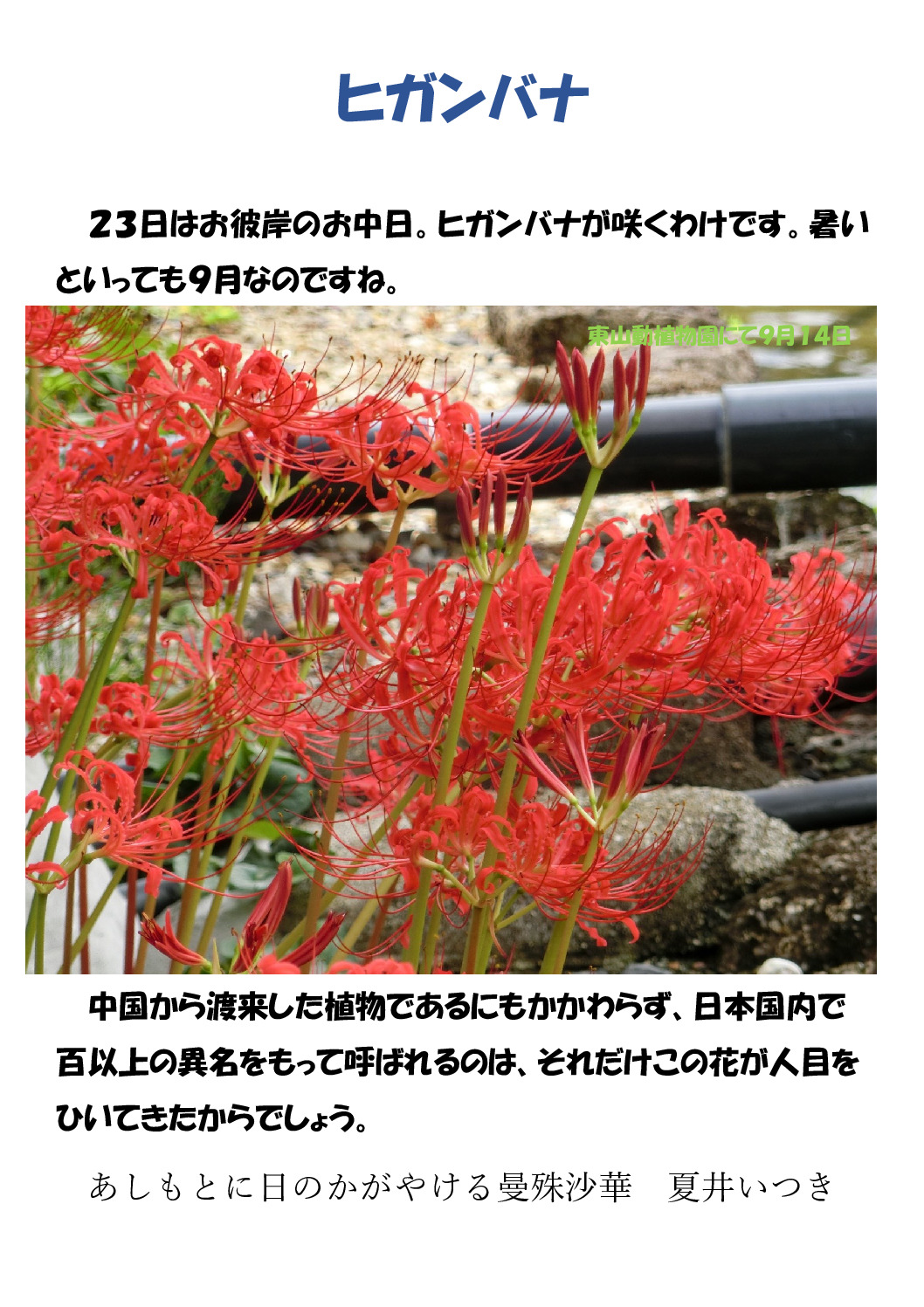 彼岸花のサムネイル
