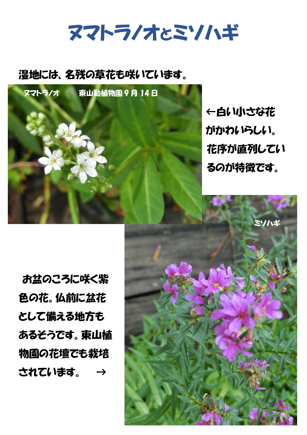 ヌマトラノオのサムネイル