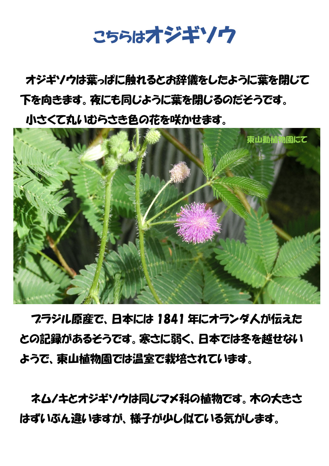 オジギソウのサムネイル
