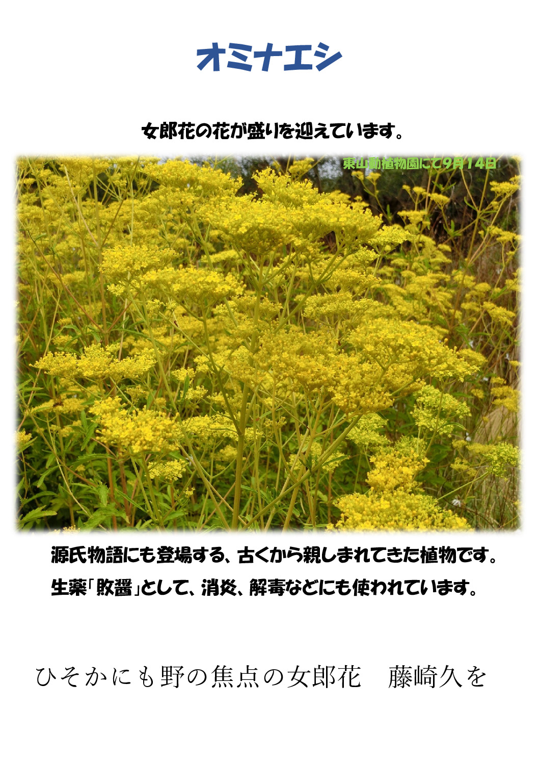オミナエシのサムネイル