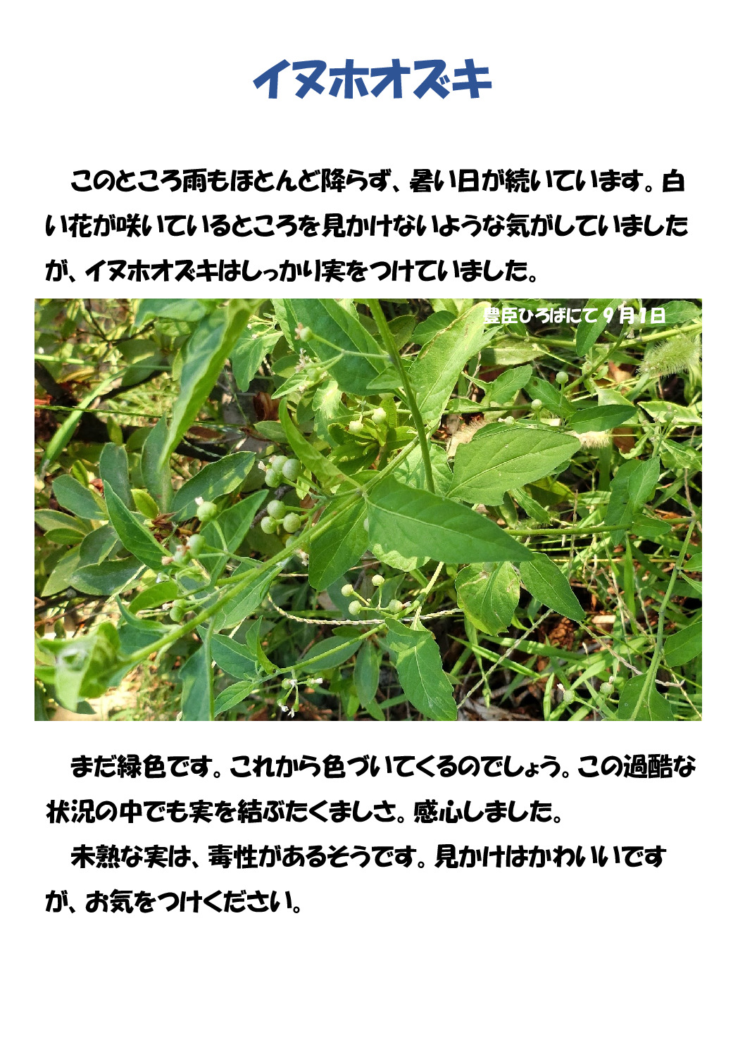 イヌホオズキのサムネイル