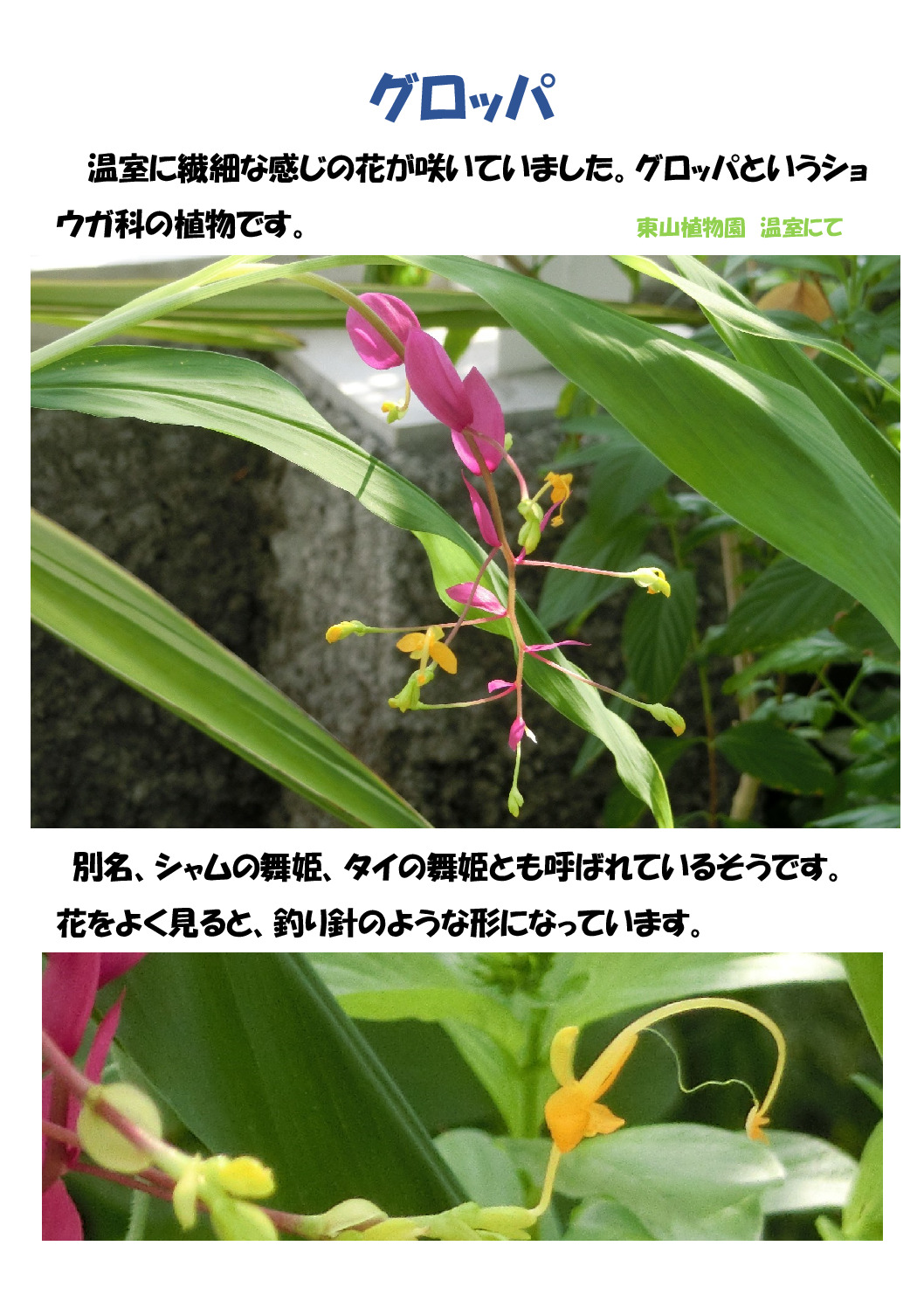 グロッパのサムネイル