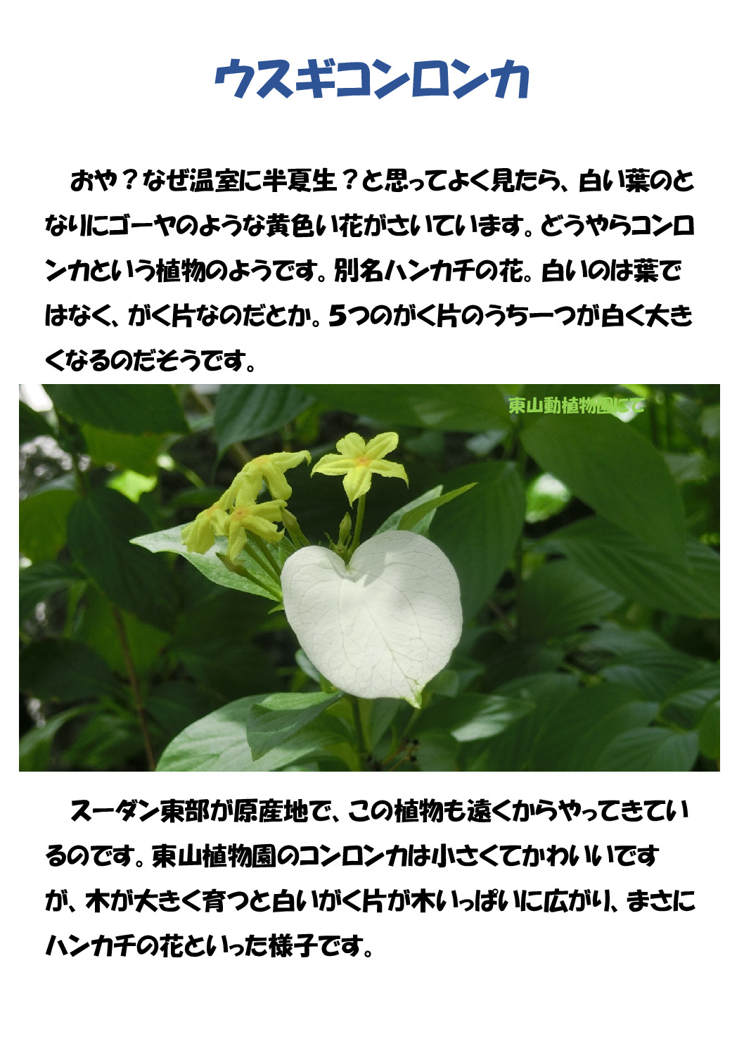 ウスギコンロンカのサムネイル