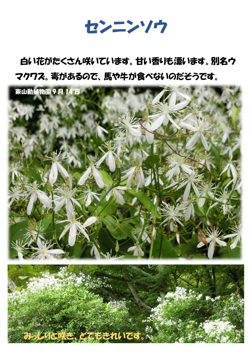仙人草のサムネイル